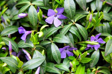 Menekşe çiçeğinin dokusu. Nisanda güzel leylak çiçekleri. Bahar.