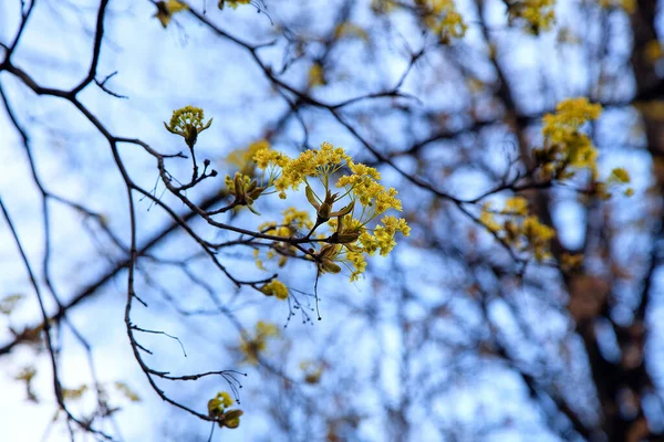 Gren Blommande Lönn Mot Den Blå Himlen Våren April Symbol — Stockfoto