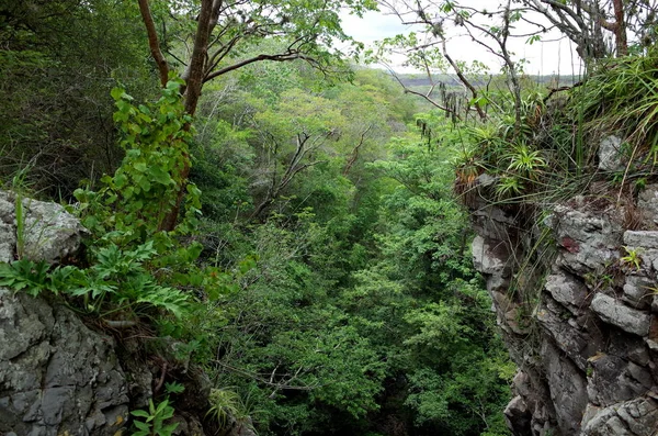 Dentro da floresta de nuvens na Reserva Natural Miraflor, um destino turístico popular perto de Esteli, nas montanhas do norte da Nicarágua — Fotografia de Stock