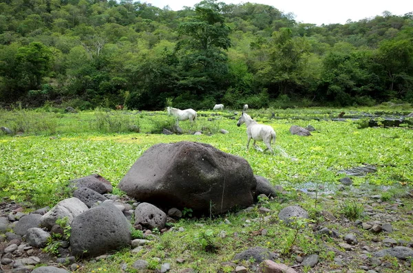 레 세르에서 놀고 있는 야생 말, 니카라과의 북부 산맥에 위치한 Esteli 근처의 인기 있는 관광지 인 자연 Miraflor 로열티 프리 스톡 이미지