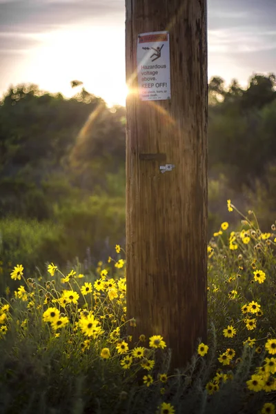 Elektriska pole med blommor — Stockfoto