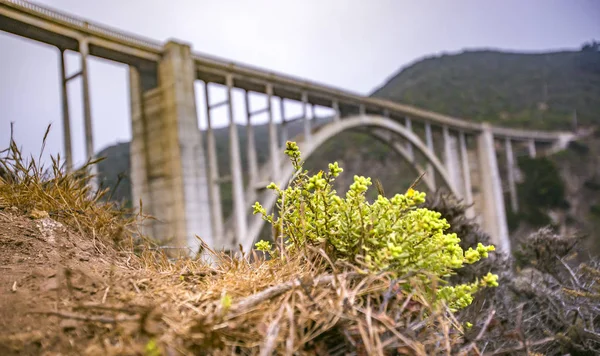 Bixby Bridge succulento — Foto Stock