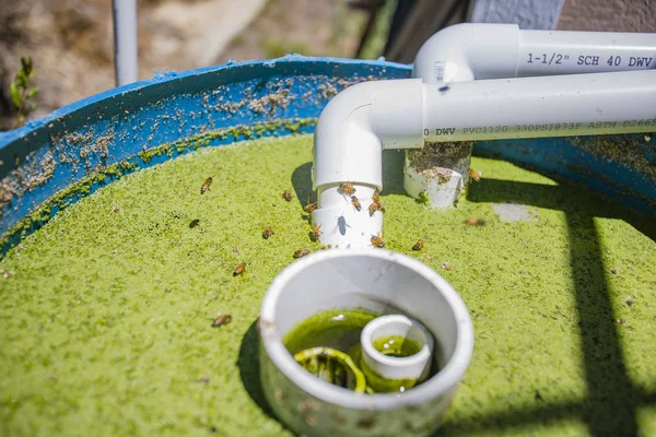 Arıdan korkuyor musun