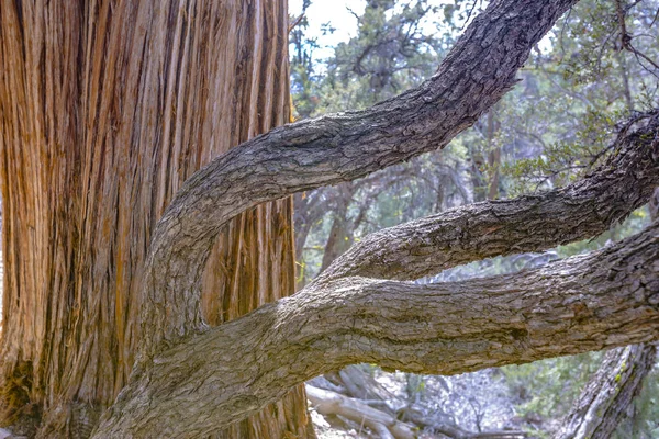 Kora i smukłych gałęzi na drzewie w Lake Arrowhead — Zdjęcie stockowe