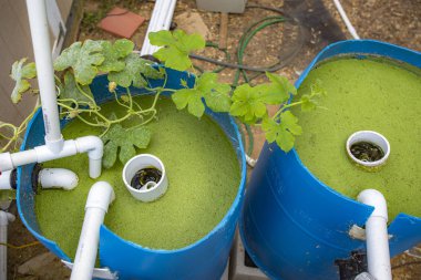 Duckweed saçılmış dispersiyon tank ile squash tesisi