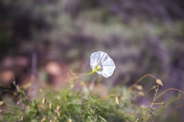 İzole beyaz çiçek çiçeklenme