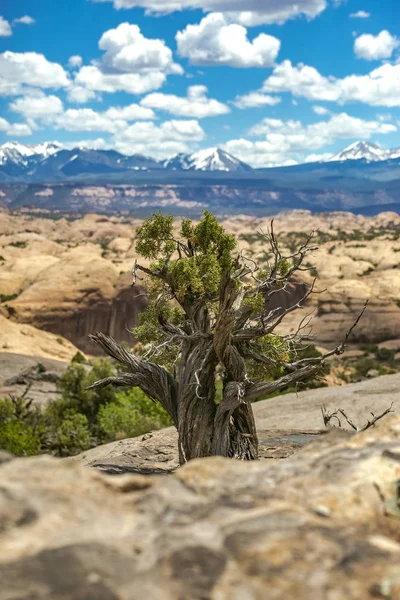 Isolierter Baum in der Mitte vor den Sal-Bergen — Stockfoto