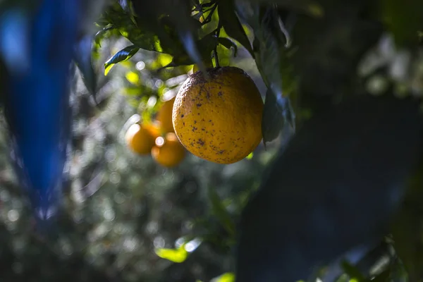 Pomarańcze w Kalifornii Fallbrook — Zdjęcie stockowe