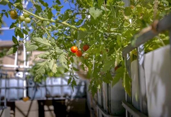 Gelişen bitki domates — Stok fotoğraf