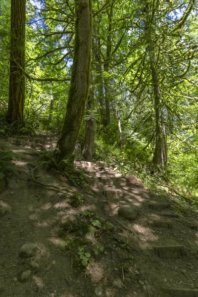 Bir yol ile taşların ve ağaçların bozkır peri yeşil orman 