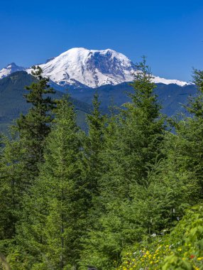 Mt. Rainier Washington State Park sayısı tre üzerinde tepe