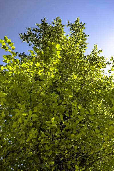 Yeşil yaprakları ve mavi gökyüzü ile yeşillik — Stok fotoğraf