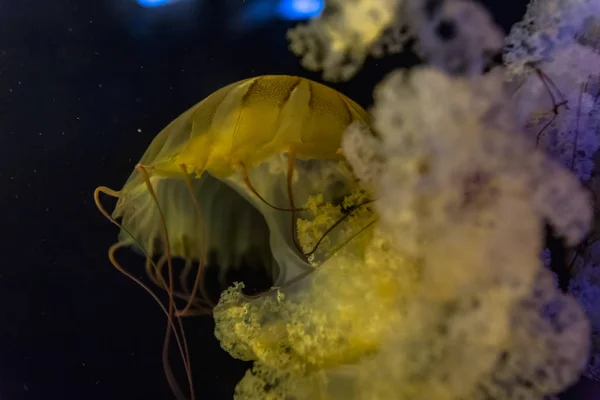 Orange jellyfish swim to light — Stock Photo, Image