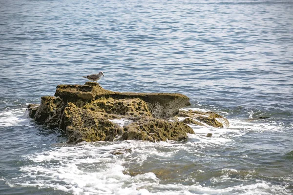 海の波と岩の上の鳥 — ストック写真