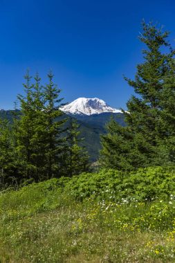 Mt. Rainier Washington State park yeşillik ile 