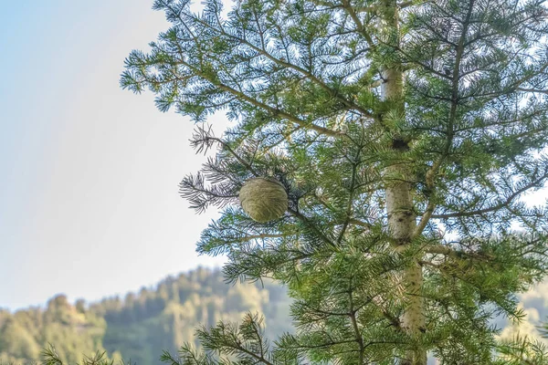 Round bee hive in a pine tree in a forest