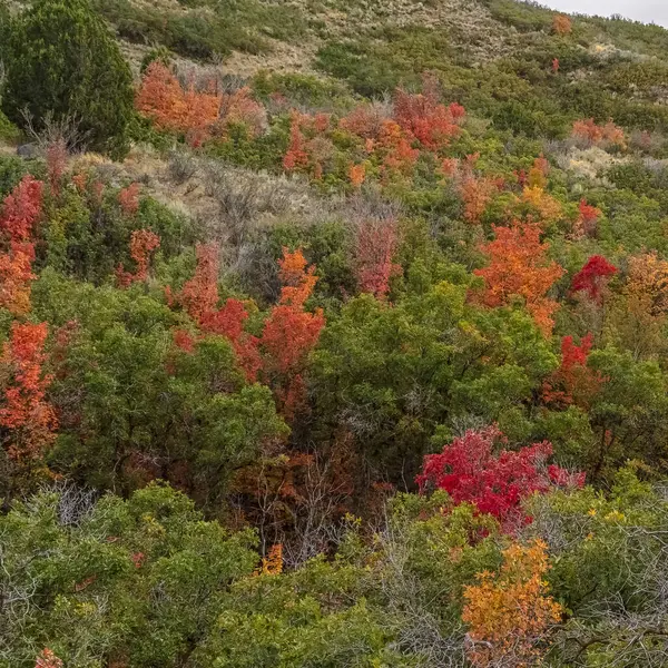 Feuillage carré orange coloré sur les arbres d'automne au crépuscule — Photo
