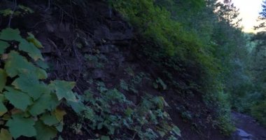Utah 'ta gölgeli bir patikanın kenarında yeşil yapraklar yetişiyor.