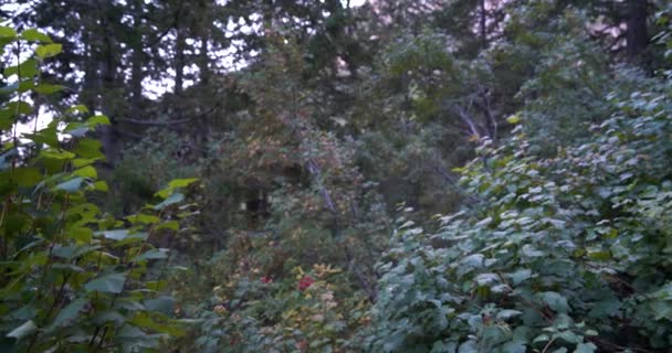 Pan a la izquierda de denso follaje en el sendero a la cima del Monte Timpanogos — Vídeos de Stock