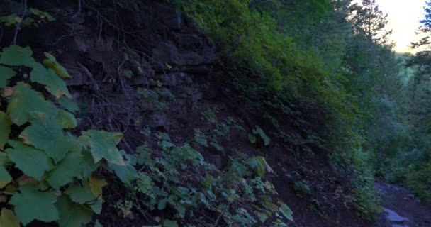 Groen blad groeit aan de zijkant van een schaduwrijk pad in Utah — Stockvideo