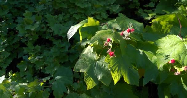 Wilde rote Beeren in Nahaufnahme mit goldener Sonne, die in einer langsamen Pfanne rechts durch den Schatten scheint — Stockvideo