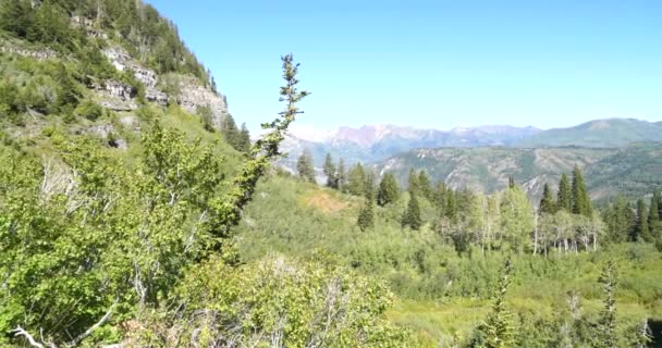 매우 맑고 화창 한 날 티파 노 고스 산 계곡에 있는 푸른 잎들 — 비디오