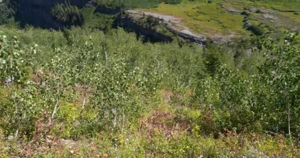 Langsamer Schwenk nach oben durch dichtes Laub im Tal von utah in der Nähe des Paukenbergs an einem Sommertag — Stockvideo