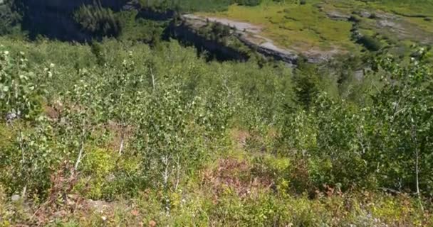 Slow pan upward of dense forest foliage in the valley of Utah near Mount Timpanogos on a summer day — Stock Video