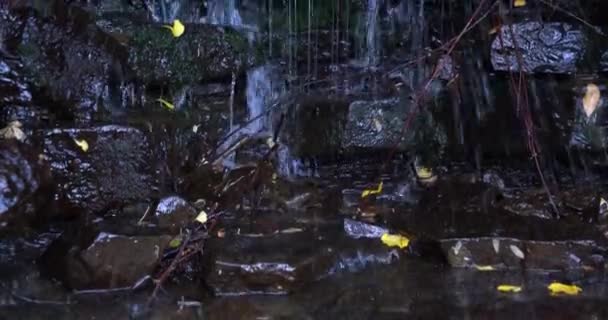 Powolna patelnia w górę blisko wodospadu z opadającymi liśćmi i gałązkami zacienionymi ze szlaku — Wideo stockowe