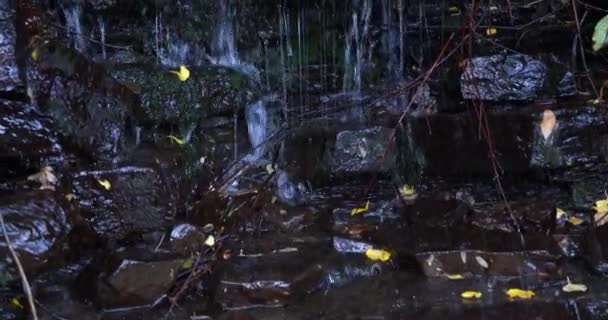 Långsam pan uppåt av en närbild på ett vattenfall med stänk droppar bland kvistar och blad — Stockvideo