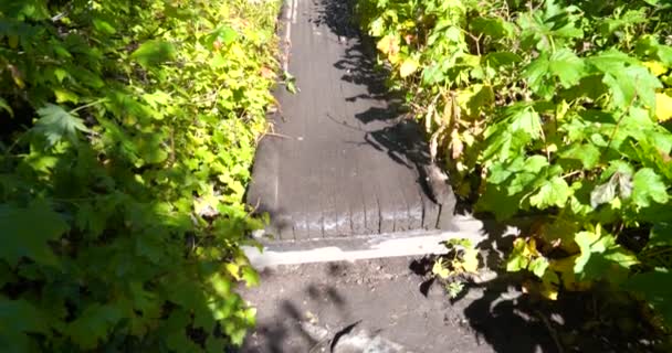 나무다리 가양 옆에 빽빽 한 잎들이 있는 시내를 가로지르고 있는 수직 판 — 비디오
