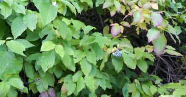 Yeşil yemyeşil yapraklar, çok yavaş tavayla bazı yabani böğürtlenlerin üzerinde