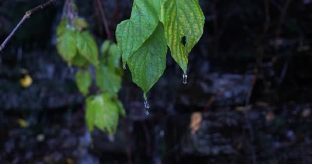 Nahaufnahme einiger lebhafter grüner Blätter, die über einem Wasserfall abseits des Weges einer Utachtal-Wanderung hängen — Stockvideo