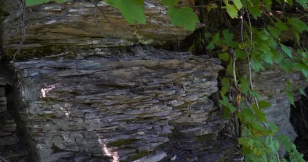 Panorámica a la derecha con una vista de una roca texturizada con un poco de follaje verde creciendo desde allí — Vídeos de Stock