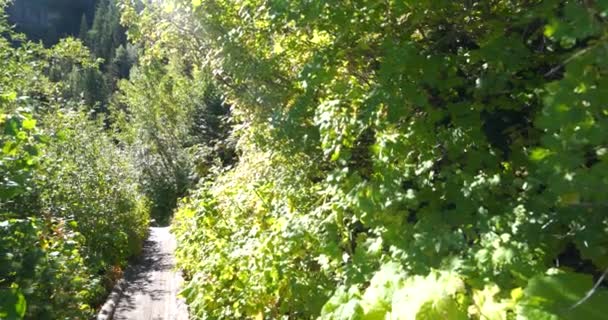 Sűrű zöld lombozat majdnem elfedi az ösvényt a Mount Timpanogos serpenyő tetejéig balra. — Stock videók