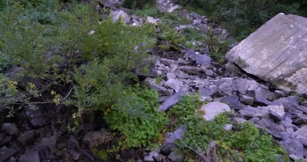 Mycket långsam uppåt panorera av en stadig bäck och vattenfall bland bladverk och skugga av berget — Stockvideo