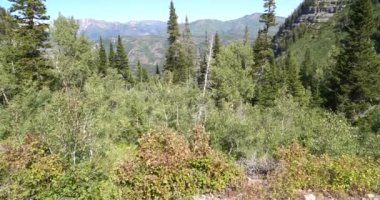 Bir yaz günü Utah Vadisi 'nde öğleden sonra ışıklarıyla ıssız bir orman bölgesi.