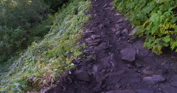 Sartén vertical lenta de sendero rocoso en bosque denso con luz muy brillante sobre los árboles — Vídeos de Stock