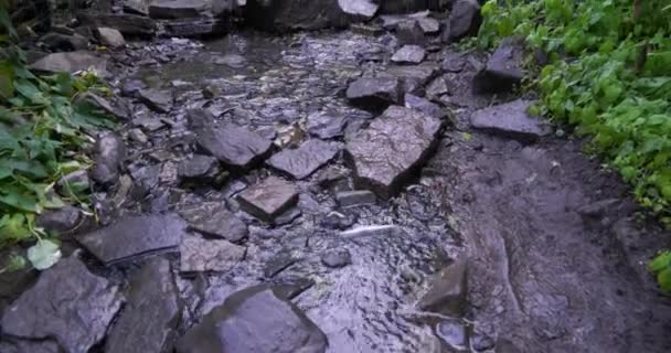 Gentle river flows over the path of a rocky hike in the dense forest of Utah Valley — Stock Video