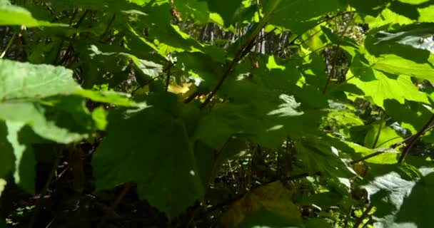 Cerca de la sartén vertical de follaje verde brillante exuberante en un bosque denso con luz moteada rompiendo a través del follaje — Vídeo de stock