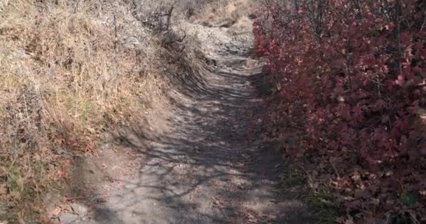 Pan omhoog van een voetpad in de heuvels van Salt Lake City op een late herfst namiddag — Stockvideo