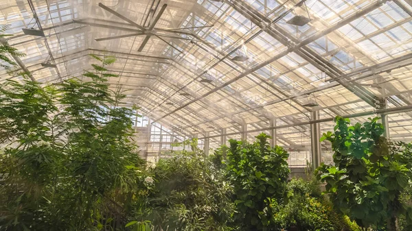 Panoráma Egy üvegház belseje buja zöld növényekkel a tető alatt üvegtáblákkal — Stock Fotó