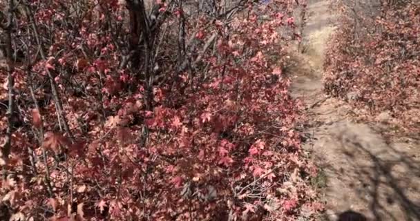 Rode en oranje gedroogde bladeren van struiken aan weerszijden van een wandelpad in Salt Lake City — Stockvideo