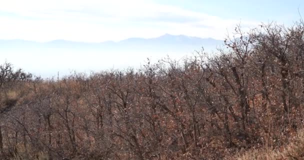 Left pan of some dried bushes on a hiking trail near downtown Salt Lake City — Stock Video