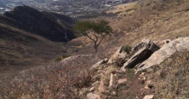 Dikey kaya tepsisi bir ağaç ve Salt Lake City şehir merkezi silueti