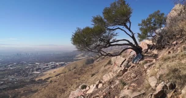 Αριστερά panning από μια ακμάζουσα καταπράσινο δέντρο στους άνυδρους λόφους του Salt Lake City με το κέντρο της πόλης στο παρασκήνιο — Αρχείο Βίντεο