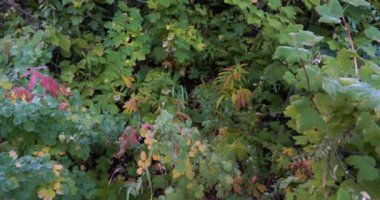 Ormanda gölgeli bir yürüyüş yolunun kenarında doğal bir yeşillik bulunan orta hız tavası sağa doğru.