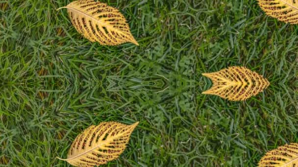 Remix conceptuel de feuilles dorées réfléchissantes avec des trous sur le sol herbeux — Video