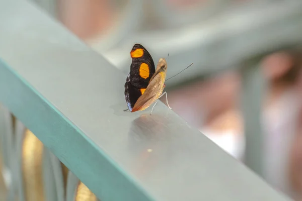Сосредоточьтесь на маленькой красивой бабочке с ярко-желтыми пятнами на черных крыльях — стоковое фото