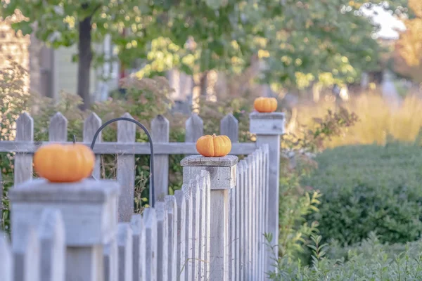 Fila de abóboras de outono ou outono em cerca rústica — Fotografia de Stock